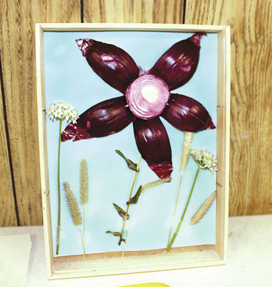 Having an onion party in Wolf Lake News, Sports, Jobs